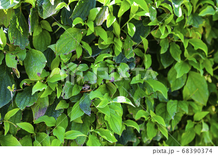 Green bush close up. 68390374