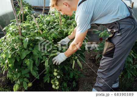 Happy farmer at work in greenhouse 68390389