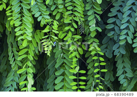 Acacia leaves close up. 68390489