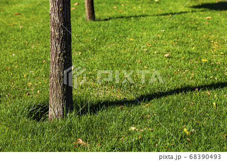 Tree on the lawn close-up. Summer city park. 68390493