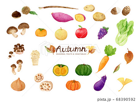 손으로 그린 수채화 | 가을의 미각 야채와 과일 Clipart 일러스트 세트 - 스톡일러스트 [68390592] - Pixta