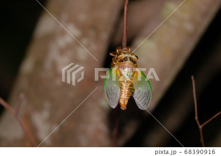 クマゼミの孵化 孵化して羽を伸ばそうとするクマゼミの若虫 クマゼミの孵化 孵化して羽を伸ばそうとするクマゼミの若虫 68390916