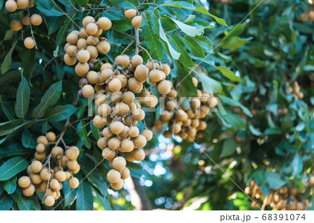 Tropical fruits young longan in Lamphun Tropical fruits young longan in Lamphun 68391074