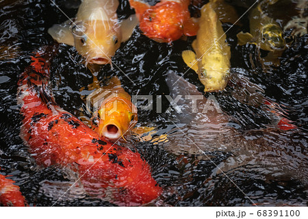 Colorful koi fish in the .fish pond, Crayfish Colorful koi fish in the .fish pond, Crayfish 68391100