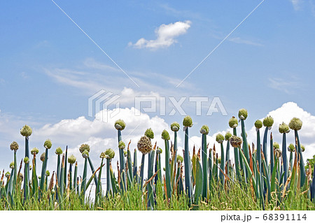 ネギボウズ（葱坊主） 68391114