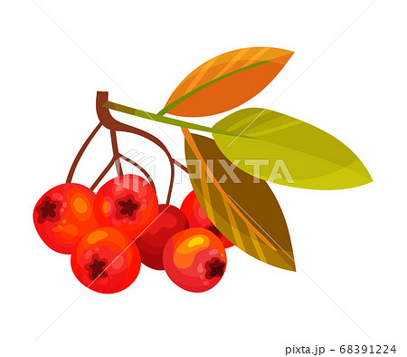 Red Rowan Berries Hanging on Branch with Pinnate Leaves Vector Illustration Red Rowan Berries Hanging on Branch with Pinnate Leaves Vector Illustration 68391224