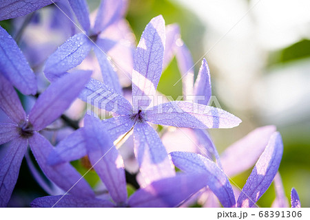 purple flowers with natural background. purple flowers with natural background. 68391306