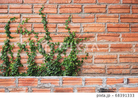 climbing plants on the brick wall background climbing plants on the brick wall background 68391333