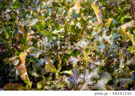 organic green oak leaf lettuce and red oak lettuce 68391336