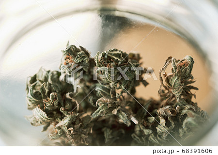 Close Up Marijuana Buds Drying Close Up Marijuana Buds Drying 68391606