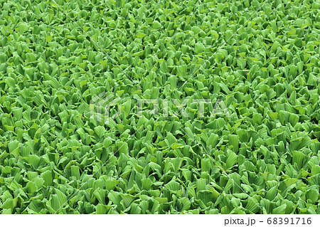Green common water hyacinth 68391716