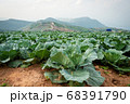 Cabbage vegetable farm on the top of Mountain  68391790