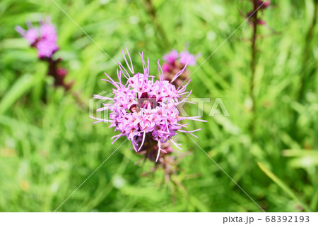 リアトリス 68392193