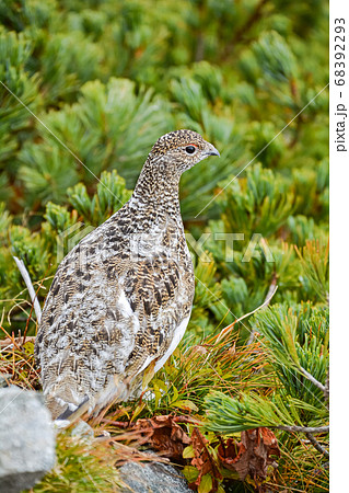 北アルプス、槍ヶ岳のハイマツの森の登山道にたたずむ、巣立ちしたばかりの雄の雷鳥の横顔 68392293