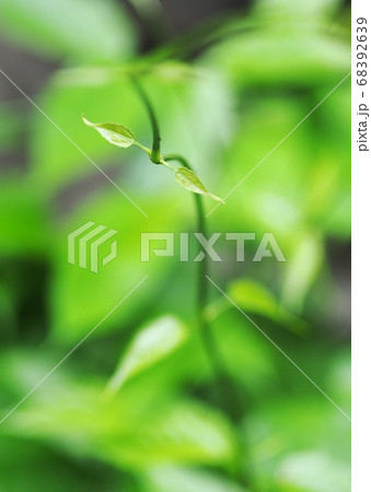 blur organic green plant leaves shallow depth of field under natural sunlight and dark environment in home garden outdoor for peaceful mood backdrop or background 68392639