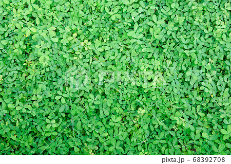 Amarillo peanut, Pinto peanut, ground cover plants 68392708