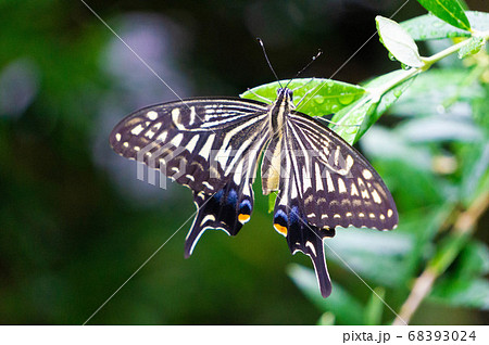 アゲハ蝶の写真素材
