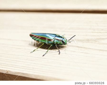 ヤマトタマムシのメス ヤマトタマムシのメス 68393026