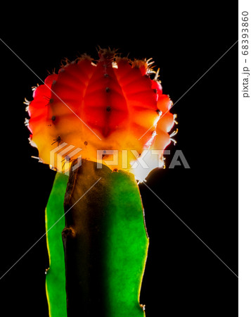 逆光に浮かぶ赤いサボテン 68393860