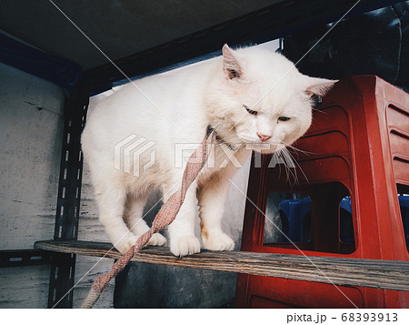 Close-up portrait of a white kitten with big yellow eyes with cat neck strap.Portrait of a fat tabby cat with white furs with leash. Lying at the ground..Pets and lifestyle concept. Lovely fluffy cat. Close-up portrait of a white kitten with big yellow eyes with cat neck strap.Portrait of a fat tabby cat with white furs with leash. Lying at the ground..Pets and lifestyle concept. Lovely fluffy cat. 68393913