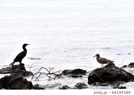 カワウとウミネコ幼鳥 68394380