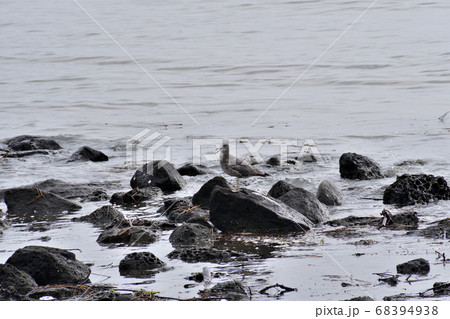 水辺のウミネコ幼鳥 68394938