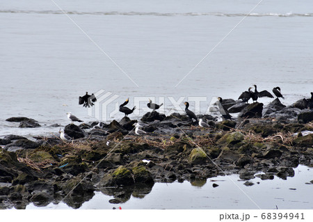 カワウとウミネコの群れ カワウとウミネコの群れ 68394941