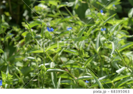 露草 68395063