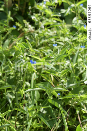露草 68395064