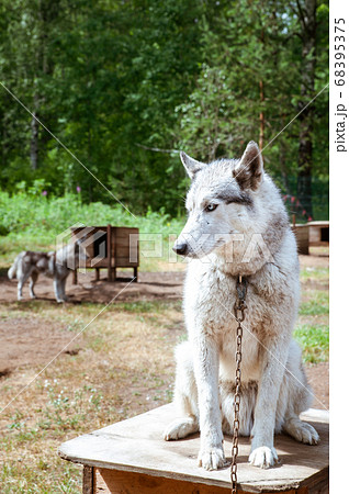 Dog breed Husky in the nursery 68395375