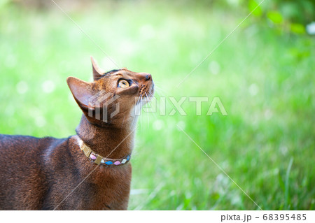 Abyssinian cat in collar, walking in juicy green Abyssinian cat in collar, walking in juicy green 68395485