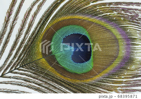Peacock feather. 68395871