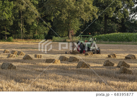 Rectangular straw bales on a field in the 68395877
