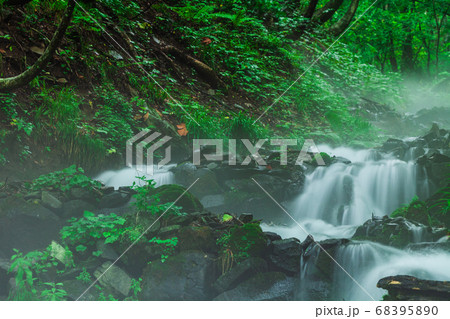 新緑と朝霧の強清水の滝　群馬県 68395890