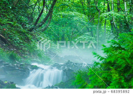 新緑と朝霧の強清水の滝　群馬県 68395892