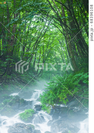 新緑と朝霧の強清水の滝　群馬県 68396108