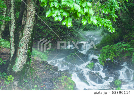 新緑と朝霧の強清水の滝 群馬県 新緑と朝霧の強清水の滝 群馬県 68396114