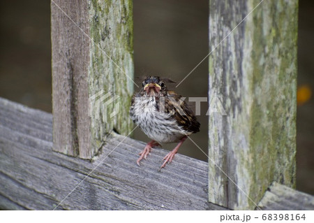 台風で巣から落ちたまつげの長い雀の子の写真素材