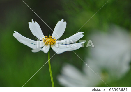 白いコスモスの花 68398681