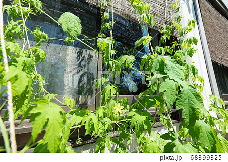 住まいの暑さ対策日射遮蔽すだれとゴウヤのグリーンカーテン 住まいの暑さ対策日射遮蔽すだれとゴウヤのグリーンカーテン 68399325