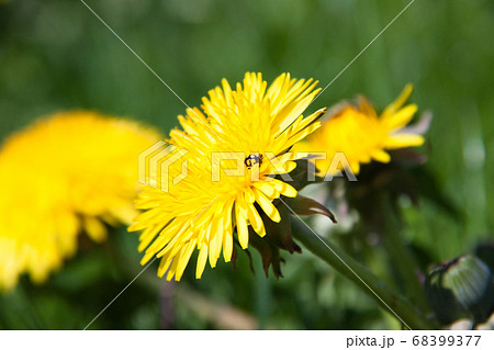 young yellow dandelions grow in the meadow 68399377