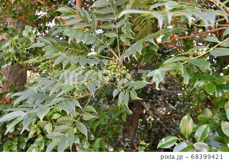 ハゼの実 ハゼの実 68399421