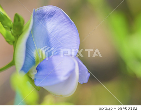 シカクマメの花 シカクマメの花 68400182