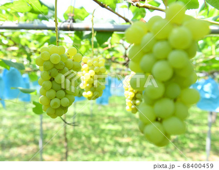 ぶどう 68400459