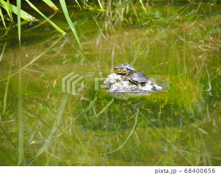 アカミミガメ 68400656