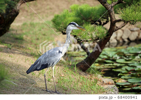 オオアオサギ 68400941