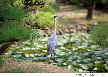 オオアオサギ 68400945
