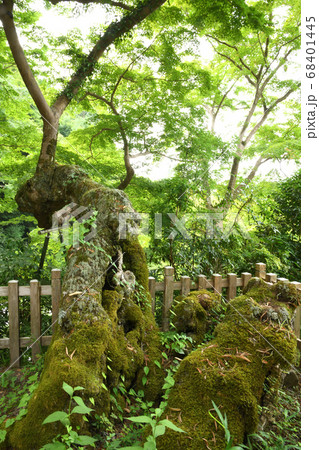 薬樹山延命寺　夕照もみじ(河内長野市)　 68401445
