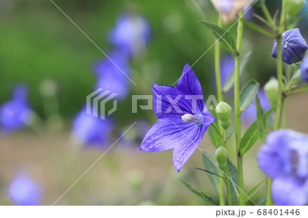 植物 紫 開花 68401446