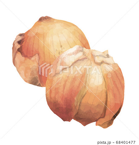 たまねぎのイラスト素材